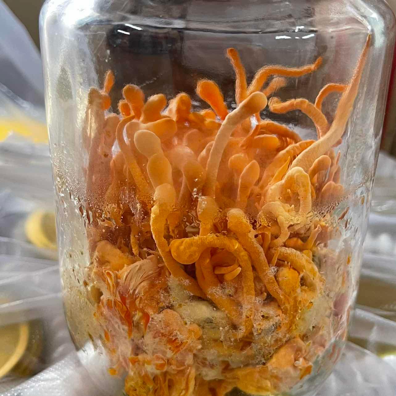 Đông trùng tươi