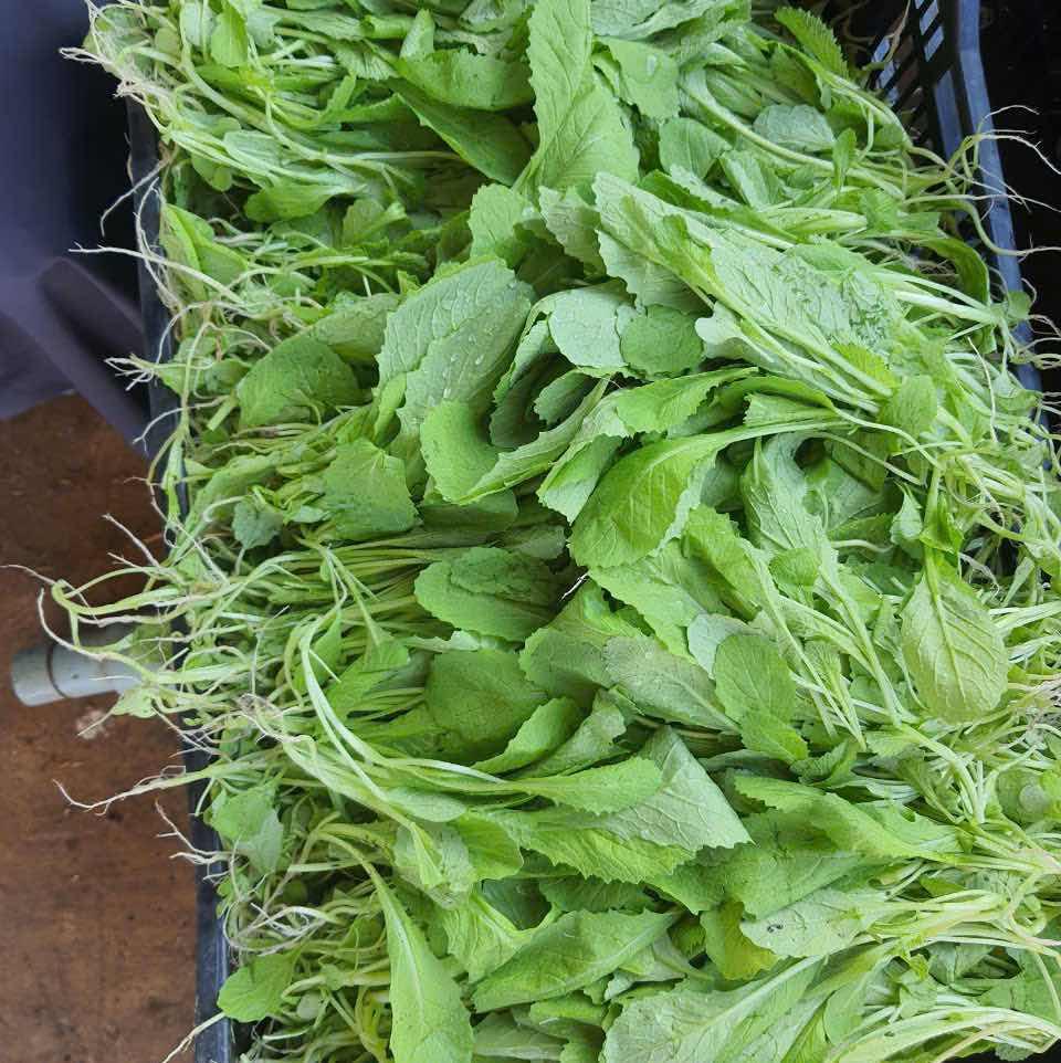 Cải cay (cải xanh) hữu cơ